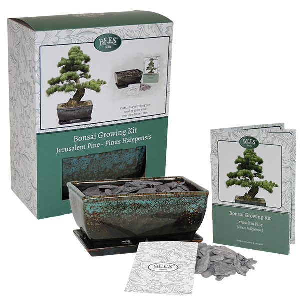grow Ypur Own Bonsai Set - Pine